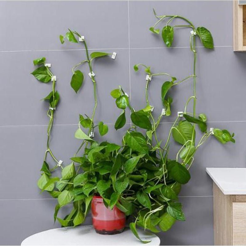 Wall Plant - suporte para plantas de parede